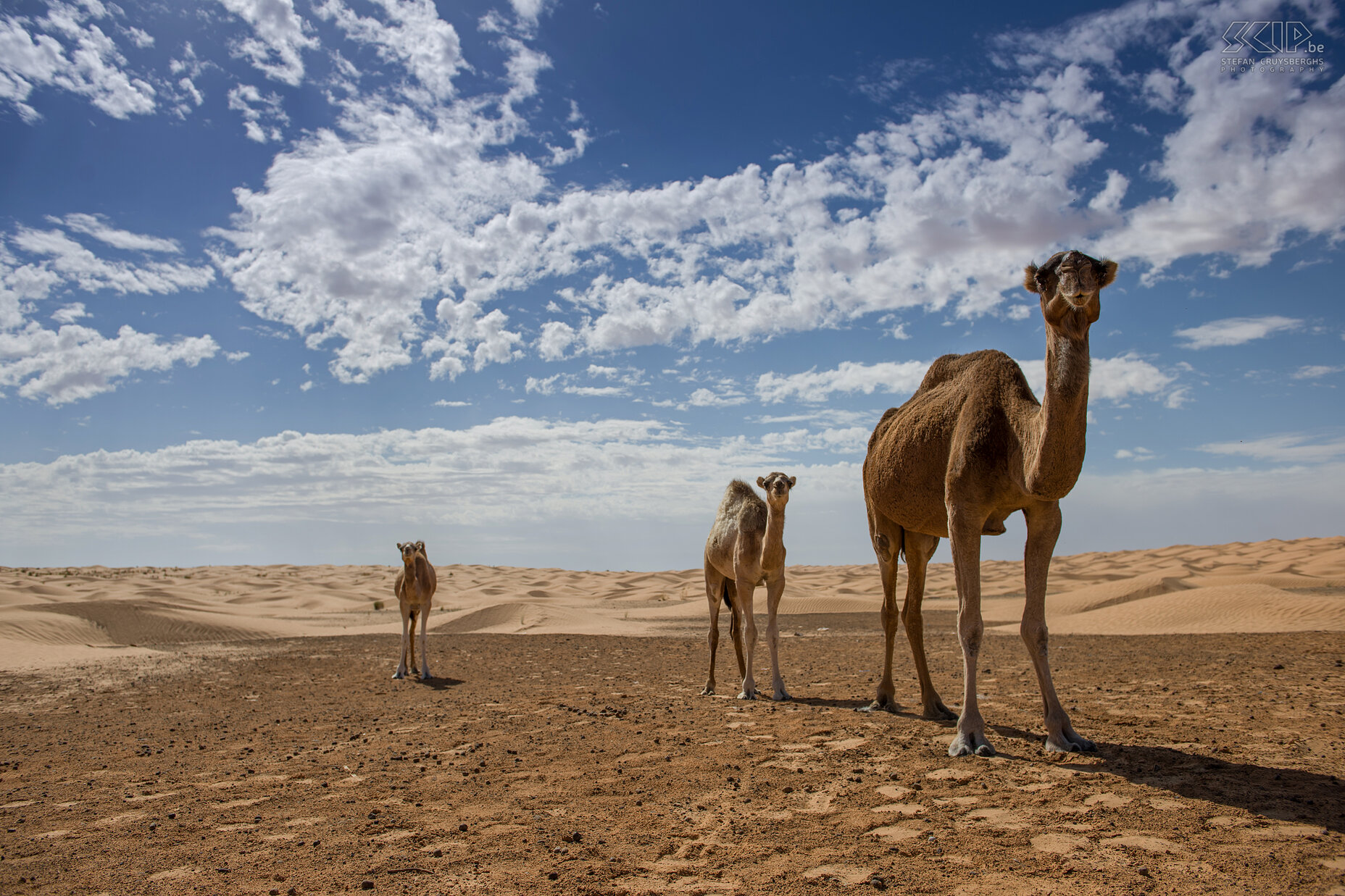 Semi-wild female and young camels Several semi-wild female and young camels live near this water source. This photo with the low viewpoint and the cloudy sky is one of my best photos. Stefan Cruysberghs